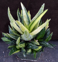 Load image into Gallery viewer, Aloe x 'Walmsley's Bronze Variegated' Big clump!