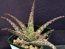 Load image into Gallery viewer, Aloe x 'Skylight'
