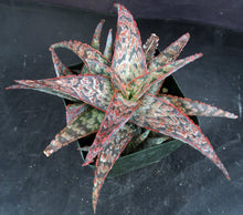 Load image into Gallery viewer, Aloe x 'Wrasse'