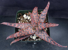 Load image into Gallery viewer, Aloe x 'Wrasse'