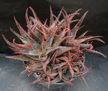 Load image into Gallery viewer, Aloe x 'Christmas Carol' Big Plants!