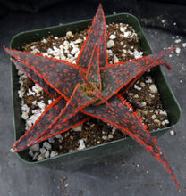 Load image into Gallery viewer, Aloe x 'Christmas Carol'