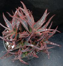 Load image into Gallery viewer, Aloe x 'Christmas Carol' Big Plants!