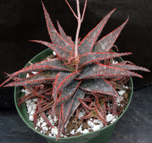 Load image into Gallery viewer, Aloe x 'Christmas Carol' Big Plants!