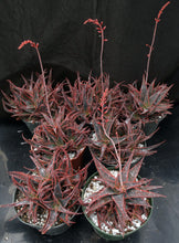 Load image into Gallery viewer, Aloe x 'Christmas Carol' Big Plants!