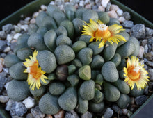 Load image into Gallery viewer, Aloinopsis schooneesii