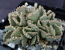 Load image into Gallery viewer, Aloinopsis malherbei