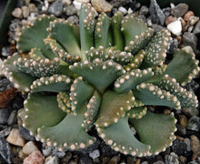 Load image into Gallery viewer, Aloinopsis malherbei