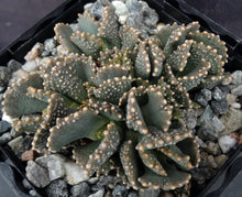 Load image into Gallery viewer, Aloinopsis malherbei