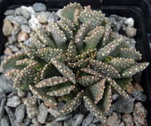 Load image into Gallery viewer, Aloinopsis malherbei