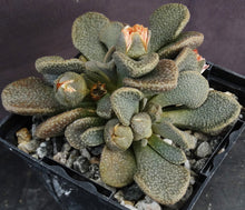Load image into Gallery viewer, Aloinopsis rosulata