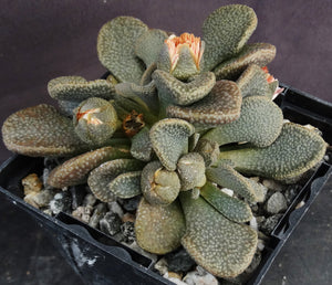 Aloinopsis rosulata