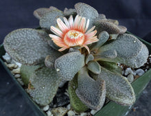 Load image into Gallery viewer, Aloinopsis rosulata
