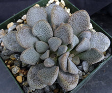 Load image into Gallery viewer, Aloinopsis rosulata