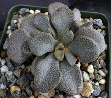 Load image into Gallery viewer, Aloinopsis rosulata