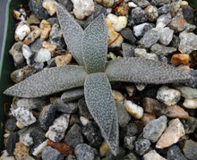 Load image into Gallery viewer, Aloinopsis rubrolineata *Tongue shaped leaves*
