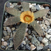 Load image into Gallery viewer, Aloinopsis rubrolineata *Tongue shaped leaves*
