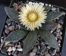 Load image into Gallery viewer, Aloinopsis rubrolineata *Tongue shaped leaves*