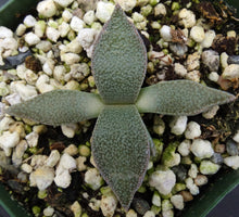 Load image into Gallery viewer, Aloinopsis rubrolineata *Tongue shaped leaves*
