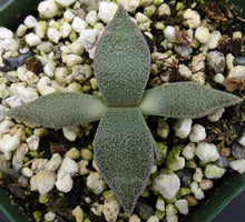 Load image into Gallery viewer, Aloinopsis rubrolineata *Tongue shaped leaves*