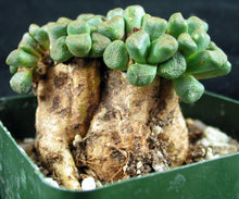 Load image into Gallery viewer, Aloinopsis schooneesii