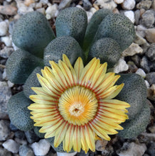 Load image into Gallery viewer, Aloinopsis schooneesii
