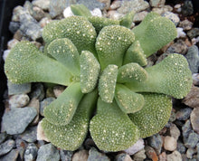 Load image into Gallery viewer, Aloinopsis villetii