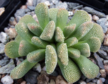 Load image into Gallery viewer, Aloinopsis villetii