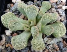Load image into Gallery viewer, Aloinopsis villetii