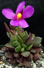 Load image into Gallery viewer, Anacampseros rufescens