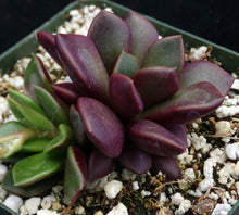 Load image into Gallery viewer, Anacampseros rufescens