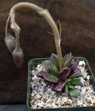 Load image into Gallery viewer, Anacampseros rufescens