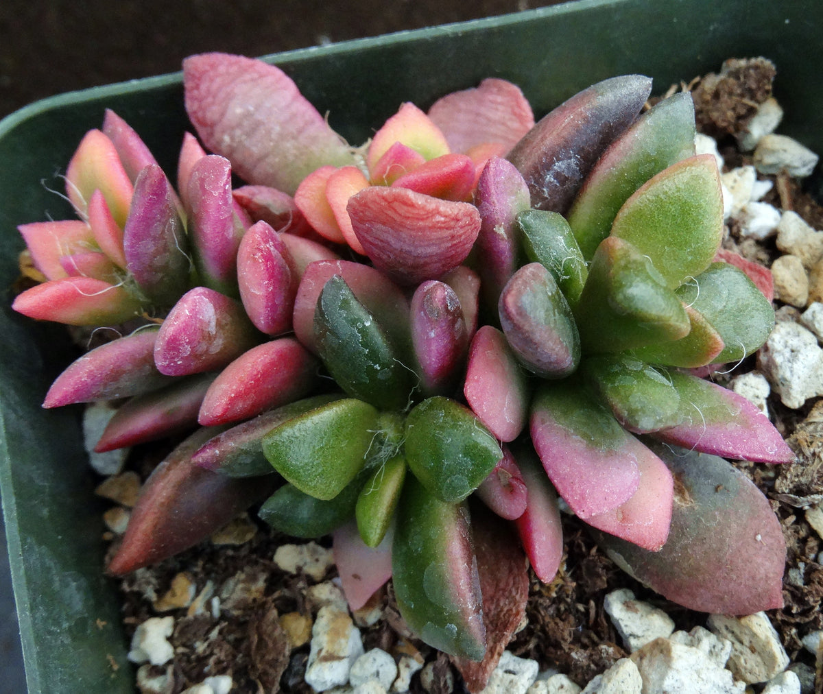 sunrise succulent Anacampseros rufescens 'Sunrise' – Kyle's Plants