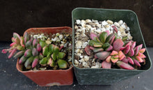Load image into Gallery viewer, Anacampseros rufescens 'Sunrise'