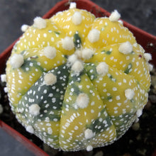 Load image into Gallery viewer, Astrophytum asterias 'variegata' (A)