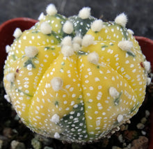 Load image into Gallery viewer, Astrophytum asterias 'variegata' (A)