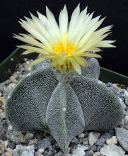 Load image into Gallery viewer, Astrophytum myriostigma