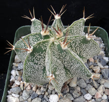Load image into Gallery viewer, Astrophytum ornatum