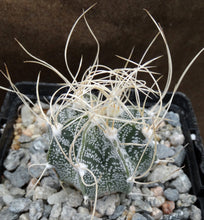 Load image into Gallery viewer, Astrophytum capricorne (B)