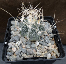 Load image into Gallery viewer, Astrophytum capricorne (B)