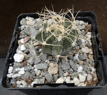 Load image into Gallery viewer, Astrophytum capricorne (C)