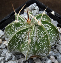 Load image into Gallery viewer, Astrophytum capricorne (D)