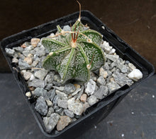 Load image into Gallery viewer, Astrophytum capricorne (D)