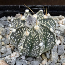 Load image into Gallery viewer, Astrophytum capricorne (E)