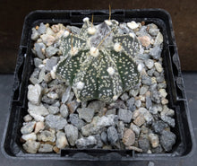 Load image into Gallery viewer, Astrophytum capricorne (E)