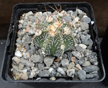 Load image into Gallery viewer, Astrophytum capricorne (F)