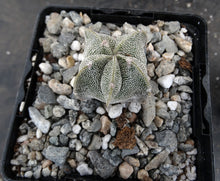 Load image into Gallery viewer, Astrophytum myriostigma "Oddballs" Bishop's Cap Cactus (C)