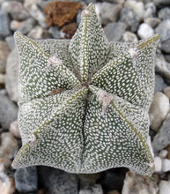 Load image into Gallery viewer, Astrophytum myriostigma "Oddballs" Bishop's Cap Cactus (C)