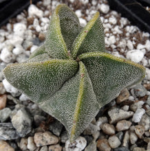 Load image into Gallery viewer, Astrophytum myriostigma "Oddballs" Bishop's Cap Cactus (D)