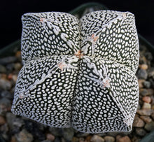 Load image into Gallery viewer, Astrophytum myriostigma 'Onzuka Quadricostata' (A)